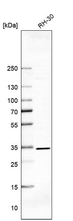 GLMN Antibody in Western Blot (WB)
