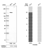 FAM83B Antibody in Western Blot (WB)