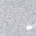 HRNR Antibody in Immunohistochemistry (Paraffin) (IHC (P))