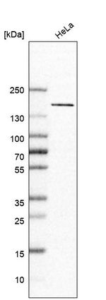 CAZIP Antibody in Western Blot (WB)