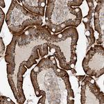 CAZIP Polyclonal Antibody