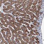 NHS Polyclonal Antibody