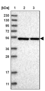 XTP3B Antibody in Western Blot (WB)