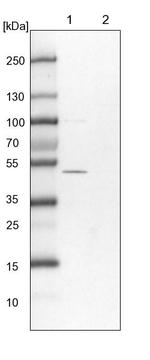 XTP3B Antibody in Western Blot (WB)