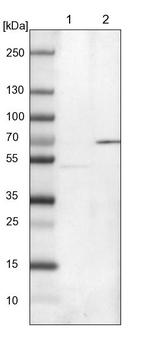 XTP3B Antibody in Western Blot (WB)