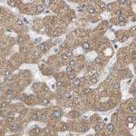XTP3B Antibody in Immunohistochemistry (IHC)