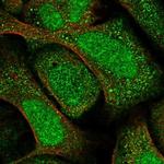 RP9 Polyclonal Antibody