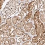 CXorf58 Antibody in Immunohistochemistry (Paraffin) (IHC (P))