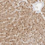 CXorf58 Antibody in Immunohistochemistry (Paraffin) (IHC (P))