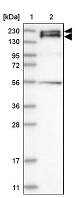 Synaptojanin 2 Antibody in Western Blot (WB)