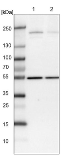 Synaptojanin 2 Antibody in Western Blot (WB)