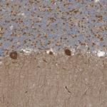 Synaptojanin 2 Antibody in Immunohistochemistry (IHC)