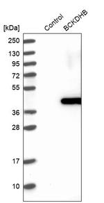 BCKDHB Antibody in Western Blot (WB)
