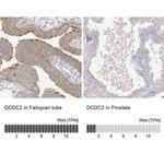 DCDC2 Antibody