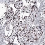 PPIL4 Antibody in Immunohistochemistry (Paraffin) (IHC (P))