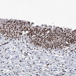 PPIL4 Antibody in Immunohistochemistry (Paraffin) (IHC (P))