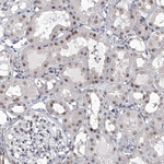 PPIL4 Antibody in Immunohistochemistry (Paraffin) (IHC (P))