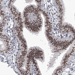 PPIL4 Antibody in Immunohistochemistry (Paraffin) (IHC (P))