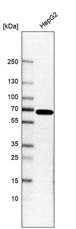 PPIL4 Antibody in Western Blot (WB)