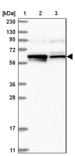Lano Antibody in Western Blot (WB)