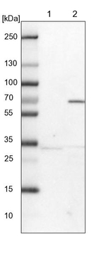Lano Antibody in Western Blot (WB)