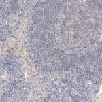Lano Antibody in Immunohistochemistry (IHC)