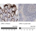 Lano Antibody