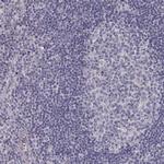 BEND6 Antibody in Immunohistochemistry (Paraffin) (IHC (P))