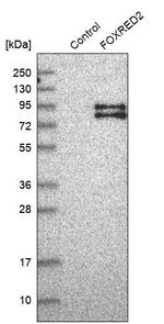 FOXRED2 Antibody in Western Blot (WB)