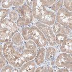 FASTK Antibody in Immunohistochemistry (Paraffin) (IHC (P))