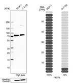 FASTK Antibody in Western Blot (WB)