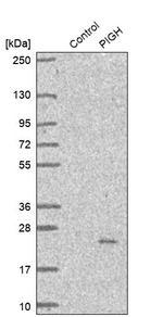 PIGH Antibody in Western Blot (WB)