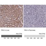 PAH Antibody