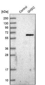 GHDC Antibody in Western Blot (WB)