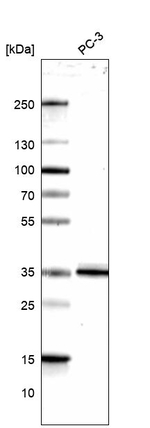 PPA2 Antibody in Western Blot (WB)