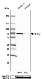 cGAS Polyclonal Antibody
