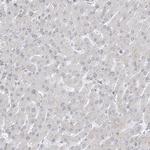 GPR107 Antibody in Immunohistochemistry (Paraffin) (IHC (P))