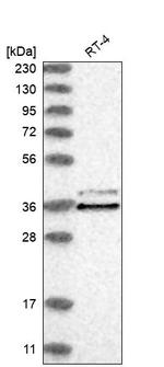 CLNS1A Antibody in Western Blot (WB)