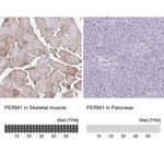 PERM1 Antibody