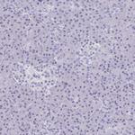 PERM1 Antibody in Immunohistochemistry (IHC)