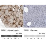 PERM1 Antibody