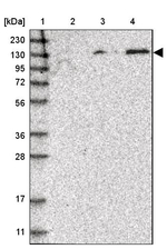 SPOCD1 Antibody in Western Blot (WB)