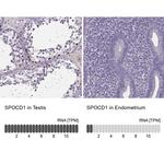 SPOCD1 Antibody