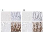 PGC Polyclonal Antibody