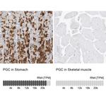 PGC Antibody in Immunohistochemistry (IHC)