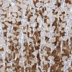 PGC Antibody in Immunohistochemistry (IHC)
