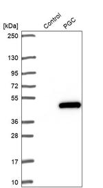 PGC Antibody in Western Blot (WB)