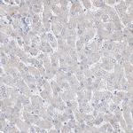 REC8 Antibody in Immunohistochemistry (Paraffin) (IHC (P))