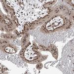 TAF8 Antibody in Immunohistochemistry (Paraffin) (IHC (P))