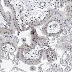 TAF8 Antibody in Immunohistochemistry (Paraffin) (IHC (P))